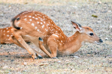 Baby sika deer is reddish-brown with white spots, and spends the first week of its life lying still in long grass, visited by its mother for feeding の写真素材