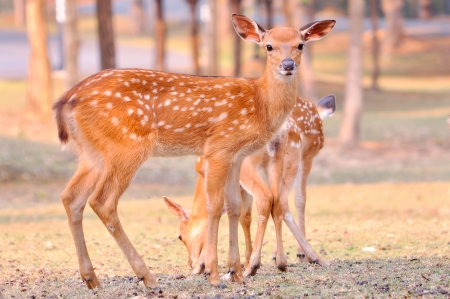 Baby sika deer is reddish-brown with white spots, and spends the first week of its life lying still in long grass, visited by its mother for feeding の写真素材