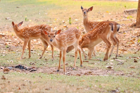Baby sika deer is reddish-brown with white spots, and spends the first week of its life lying still in long grass, visited by its mother for feeding.の写真素材