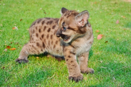 Cougar cubs are born with a full coat of fur  Initially, the fur is a tawny color with black spots on the body and bars on the tail  の写真素材