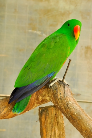 The Eclectus Parrot is a parrot native to the Solomon Islands, Sumba, New Guinea and nearby islands, northeastern Australia and the Maluku Islands.の写真素材