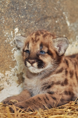 When cougars are born, they have spots, but they lose them as they grow, and by the age of 2 1 2 years, they will completely be goneの写真素材