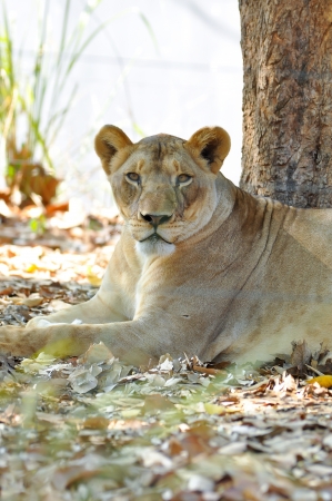 The lioness is the one who does the hunting for the pride, since the lioness is more aggressive by nature.の写真素材