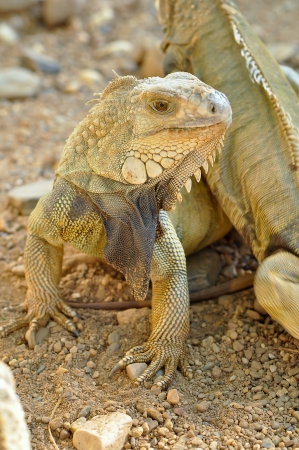 Green Iguanas are diurnal, arboreal, and are often found near water.の写真素材