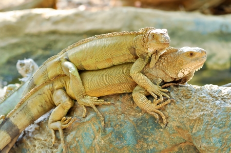 Green Iguanas are diurnal, arboreal, and are often found near water.の写真素材