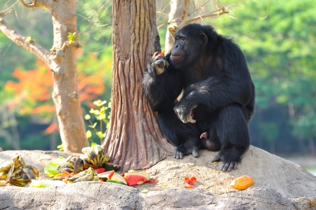 Chimps are generally fruit and plant eaters.の写真素材