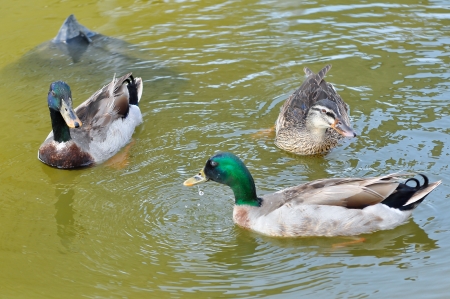 Mallard groups can often be seen head dipping or completely upending in the water.の写真素材