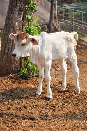 The American Brahman breed has a distinct large boil over the top of the shoulder and neck, and a loose flap of skin  dewlap  hanging from the neck の写真素材