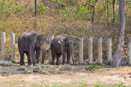 Asian elephants, smaller than their African cousins, are highly endangeredの写真素材