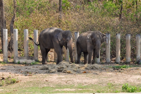 Asian elephants, smaller than their African cousins, are highly endangeredの写真素材