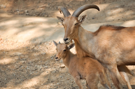 The Barbary sheep is a species of caprid native to rocky mountains in North Africa.の写真素材