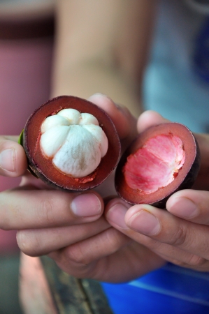 Purple mangosteen fruit exterior and in cross-sectionの写真素材