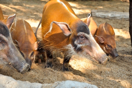 Red river hogs will live in a variety of habitats as long as there is dense vegetationの写真素材