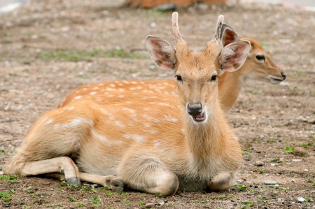 Sika are woodland deer characteristic of broad-leaved and mixed forests where snowfall does not exceed 10-20 cm and snow-free sites are also available の写真素材
