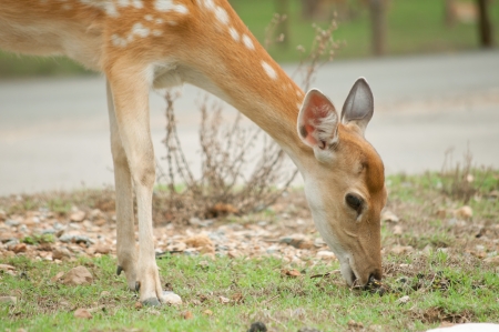 Sika are woodland deer characteristic of broad-leaved and mixed forests where snowfall does not exceed 10-20 cm and snow-free sites are also available の写真素材