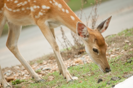 Sika are woodland deer characteristic of broad-leaved and mixed forests where snowfall does not exceed 10-20 cm and snow-free sites are also available の写真素材