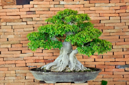 Bonsai can be created from nearly any perennial woody-stemmed tree or shrub species の写真素材