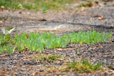 Several species of butterflies need more sodium than that provided by nectar and are attracted by salt on land.の写真素材