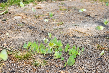 Several species of butterflies need more sodium than that provided by nectar and are attracted by salt on land.の写真素材