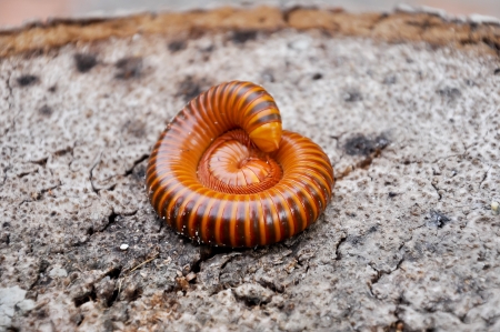 Millipedes are similar to centipedes, but have two pairs of legs per body segment の写真素材
