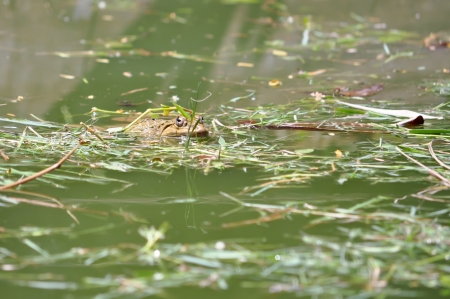 Frogs that live in or visit water have adaptations that improve their swimming abilities の写真素材