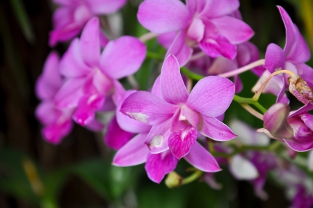 Pink orchid species Dendrobium Orchids are beautiful flowers の写真素材