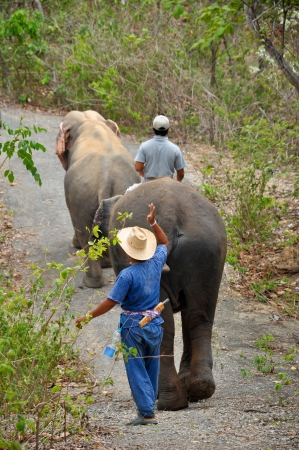 Mahout and his elephant were walking through the forest.の写真素材