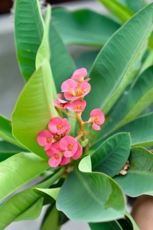 Poi Sian flowers blooming in the rainy season の写真素材