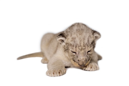 A cute little lion cubs on the white background の写真素材