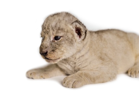 A cute little lion cubs on the white background の写真素材