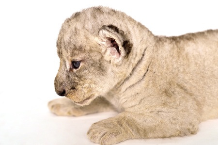 A cute little lion cubs on the white background の写真素材