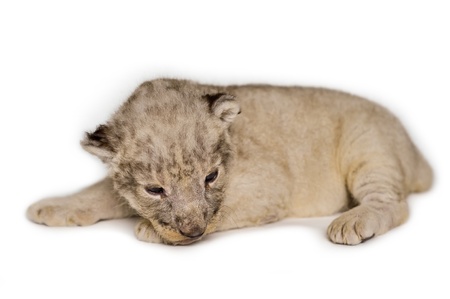A cute little lion cubs on the white background の写真素材
