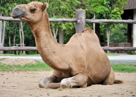 Male dromedary camel is resting after feeding in the afternoon.の写真素材