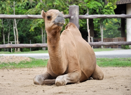 Male dromedary camel is resting after feeding in the afternoon.の写真素材