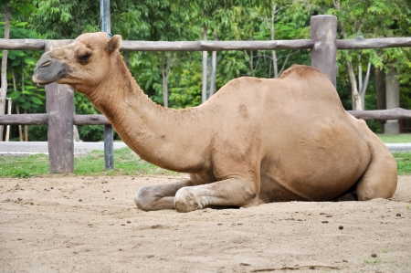 Male dromedary camel is resting after feeding in the afternoon.の写真素材