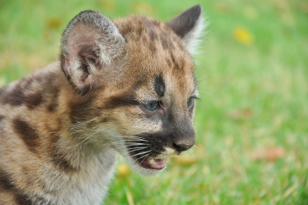 Baby Puma and kitten are very similar  But baby puma is a point along body and will fade as it grow up の写真素材