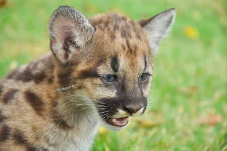 Baby Puma and kitten are very similar  But baby puma is a point along body and will fade as it grow up の写真素材