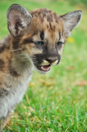 Baby Puma and kitten are very similar  But baby puma is a point along body and will fade as it grow up の写真素材
