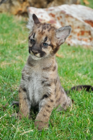 Baby Puma and kitten are very similar  But baby puma is a point along body and will fade as it grow up の写真素材