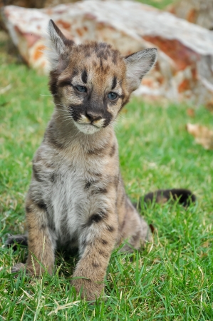 Baby Puma and kitten are very similar  But baby puma is a point along body and will fade as it grow up の写真素材