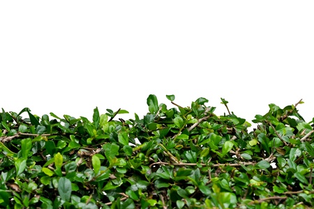 fresh spring green shrub isolated on white backgroundの写真素材