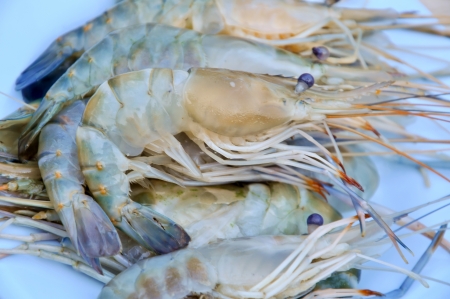 fresh shrimp from the farm for cooking.の写真素材