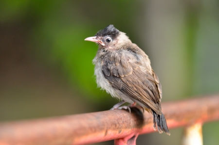 The Red-whiskered Bulbul has brown upper-parts and whitish underparts with buff flanks and a dark spur running onto the breast at shoulder level の写真素材