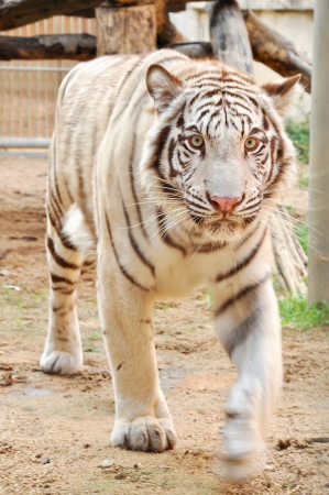 White Bengal tigers eyes are usually blue, but may be green or amber の写真素材