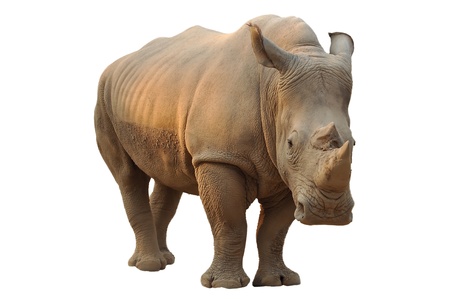 White rhino has a wide mouth used for grazing and is the most social of all rhino species の写真素材