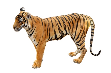The Bengal tiger is the most numerous tiger subspecies の写真素材