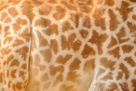 The distinctive spots that cover a giraffe's fur act as a good camouflage to protect the giraffe from predators の写真素材