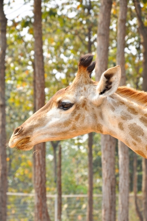 A giraffeの写真素材