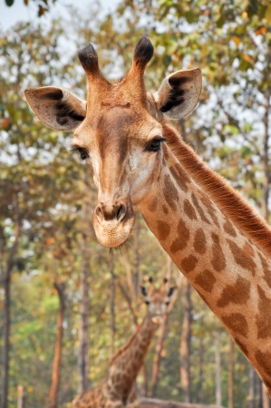 A giraffeの写真素材