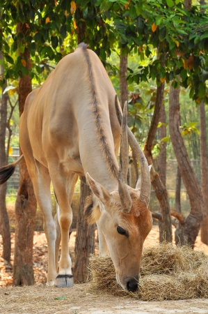 Eland is a savannah and plains antelope found in East and Southern Africa の写真素材